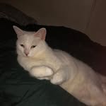Leo The Cat - @leo.seals - Instagram