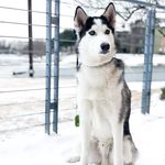 Leo Covid Sears - @theleolifee - Instagram