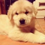 Leo Sharp - @kingleothedog - Instagram