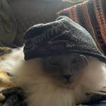 Leo Sharp - @shushumelt - Instagram
