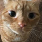 Leo Sheppard - @leothehandsomeboi - Instagram