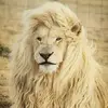 leoshine - @leoshine409 - TikTok