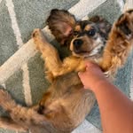 Leo Staley 🤍 - @leo__the__cockerspaniel - Instagram