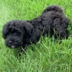 Leo Nardo Stanton - @leo_cavapoo_7 - Instagram