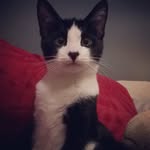 Leo Stanton - @leothepurrfectlion - Instagram