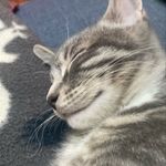 Leo Steiner Jividze - @nugget_gram - Instagram