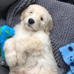 Leo Stephens - @leo_thegoldendoodle1 - Instagram