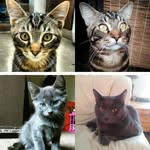 Leo and Sterling - @leo_and_sterling - Instagram