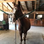 Leo Sterling - @riding_withleo - Instagram