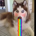 LeoSterling🐶 - @leosterling8858 - Instagram