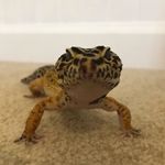 Leo Strickland - @leothegeckoo - Instagram