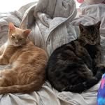 Leo and Sylvester - @leo._.sylvester - Instagram