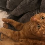 Leo Sylvester - @leoginger_ - Instagram