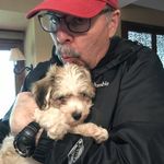 Leonardo "Leo" DaVinci Temple - @leodavinci_havanese - Instagram
