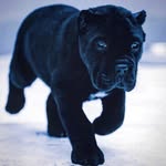 L-Outlaw Hopkins - @leotillman206 - Instagram