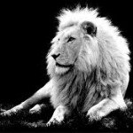 Leo Tyson - @the_white_lion - Instagram