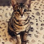 @leo_tyson_life - Instagram