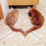 Leo&Tyson - @leo_and_tyson - Instagram
