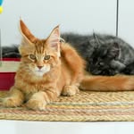 🐈‍⬛ Léo & 🐈 Lutz - @leolutz_themainecoons - Instagram