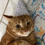leo 🐱 - @leo_vaughn_adms - Instagram