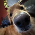 Leo Vaughn - @leo.edward.puppers - Instagram