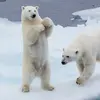 Leo Walsh - @bipolarbear2 - TikTok