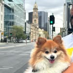 Leo Walsh - Pomeranian 🇦🇺🇧🇷 - @leowalshpomeranian - Instagram