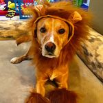 Leo Warren - @leo.the.golden.mutt - Instagram