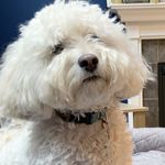 Leo Watson - @leo_the_cockerchon - Instagram