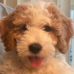 Leo Webb - @leodoodlez - Instagram