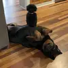 user6190236153375 - @whitneyleo_rottiepoodle - TikTok