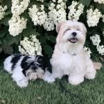 Leo Wilder and Ling Ling - @leowilder_theshorkie - Instagram