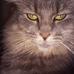 Leo Wilkinson - Facebook
