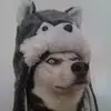 Leo Wolff - @leowolffuwu - TikTok
