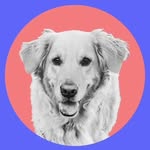 Leo the working dog - @leo_works_ - Instagram