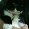 Lèo là một con mèo! - @leolamlong - TikTok