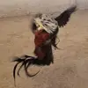 Raul De Leon Alcala - @raul.de.leon.alca - TikTok