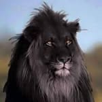 Leon Alvarez - @leonalvarez6913 - Instagram