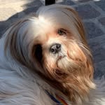 Leona - @leona.shihtzu - Instagram