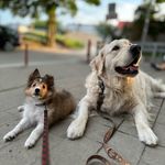 Leon i Barry - @leon_and_barry_brothers - Instagram