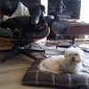 leonbatchelor - @dog_reuinion35 - TikTok