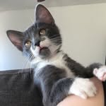 Leonard Bernstein the Cat - @leonardbernsteincat - Instagram