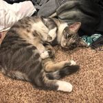 Leon Biggs🐱 - @leonthekittycat_ - Instagram