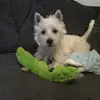 leonbiggs - @lionlover86654 - TikTok