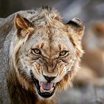 Leon Blake - @black.lion.meow - Instagram