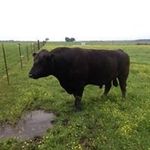 Leon Boudreaux - @leonboudreaux626 - Instagram