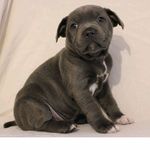 Bronson - @bronson_azure_leon_jnr - Instagram