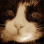 Leon Thw Black And White Cat - @leon_j_brooker - Instagram