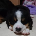 Leon BurgDorf - @leon_burg_dorf - Instagram