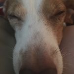 Leon Cargile - @leon.the.chiweenie - Instagram